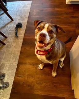 Finn 2201, Adoptable, Adult Male Bulldog.