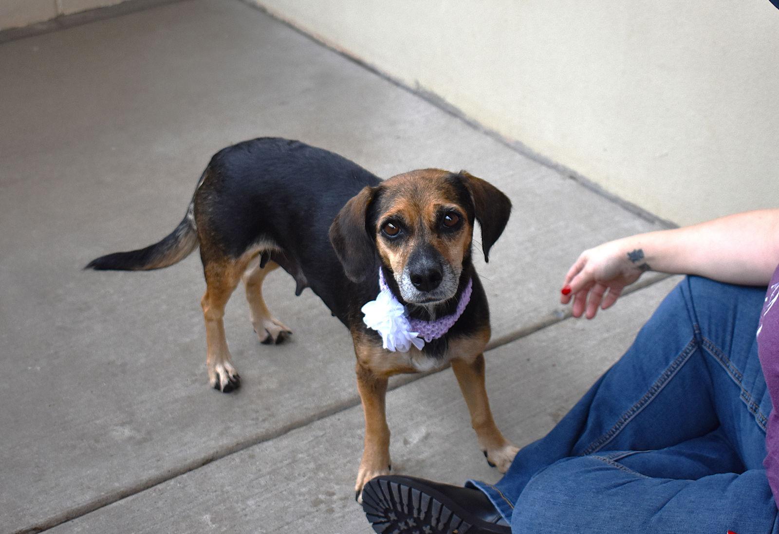 Betina, Adoptable, Adult Female Beagle.