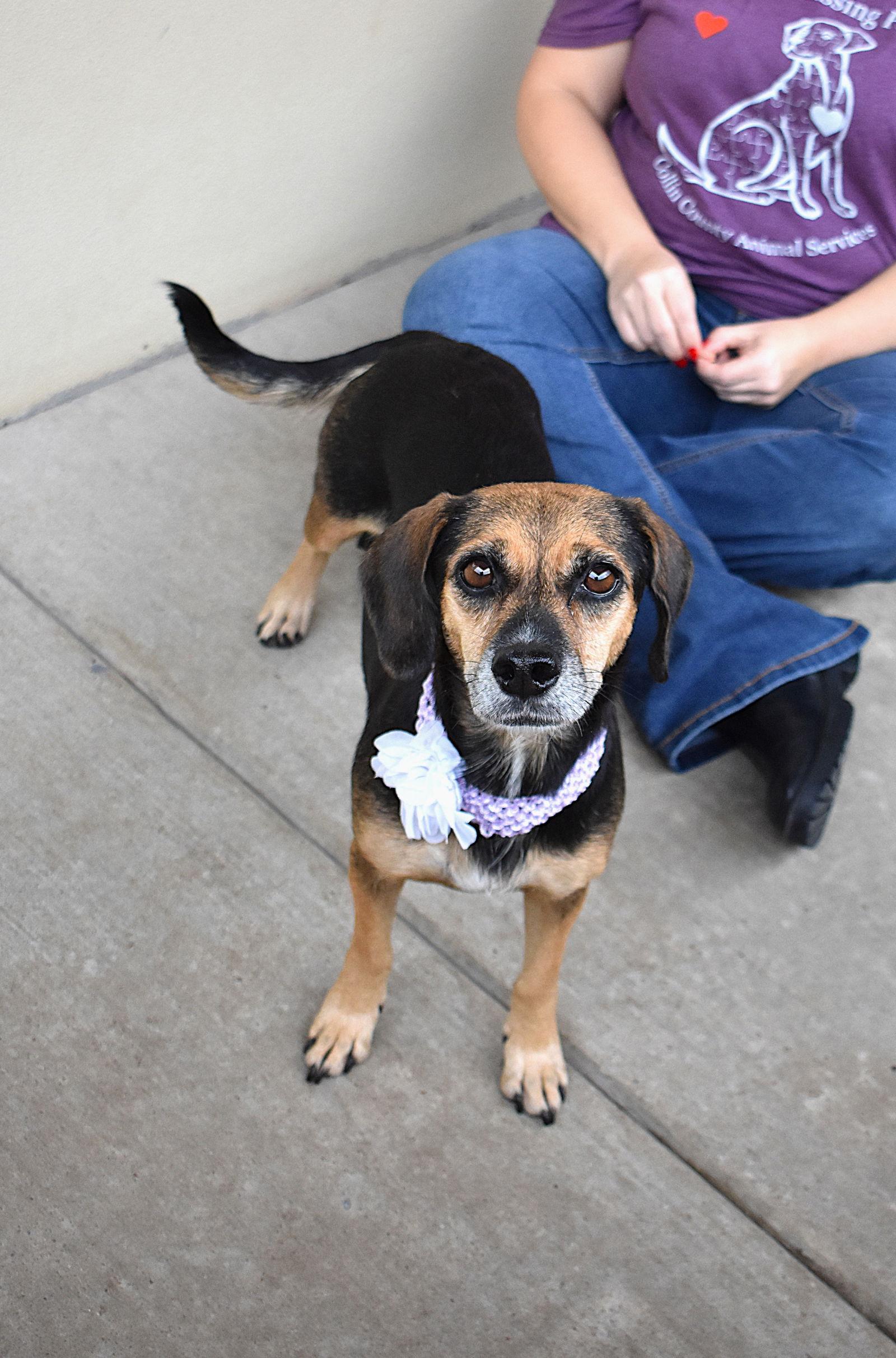 Enlarge Betina, a Adoptable mixed breed in McKinney, TX image 2/3