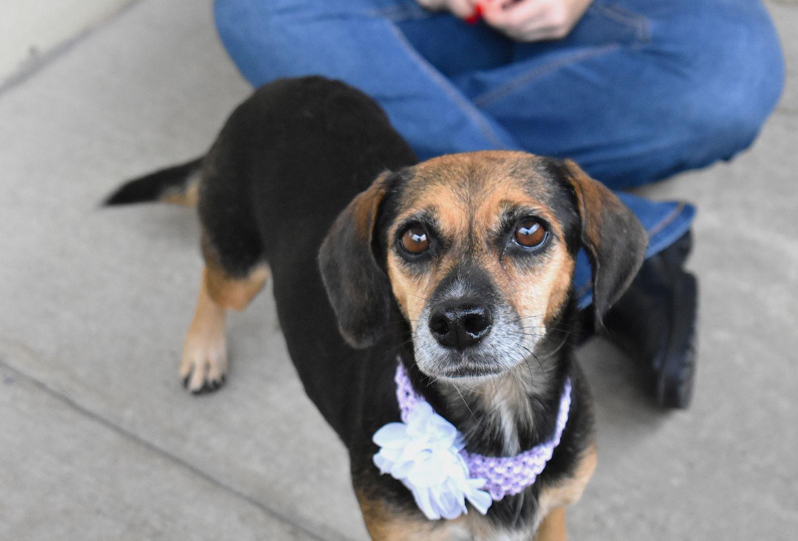 Enlarge Betina, a Adoptable mixed breed in McKinney, TX image 3/3