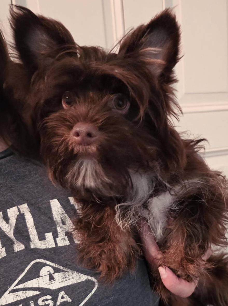 Enlarge Reed, an adopted Yorkshire Terrier in Cambridge, MD image 1/1