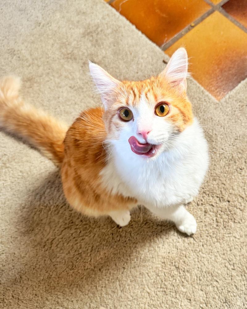 Princess Dasha, Adoptable, Adult Female Domestic Medium Hair & Domestic Short Hair.