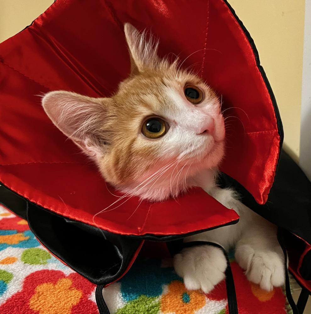 Enlarge Princess Dasha, a Adoptable mixed breed in Palo Alto, CA image 2/3