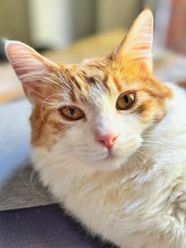 Enlarge Princess Dasha, a Adoptable mixed breed in Palo Alto, CA image 3/3