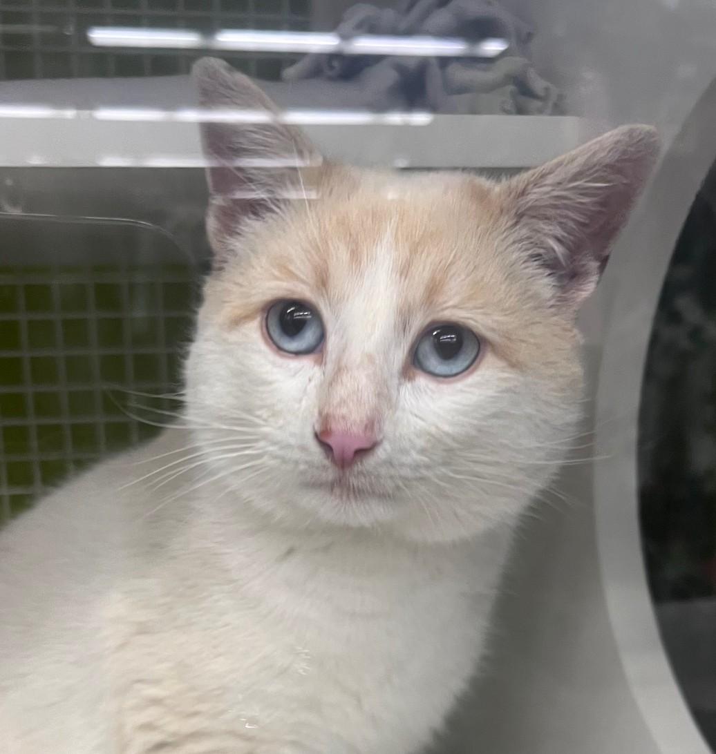 Carmelo, adopted, Young Male Domestic Short Hair.