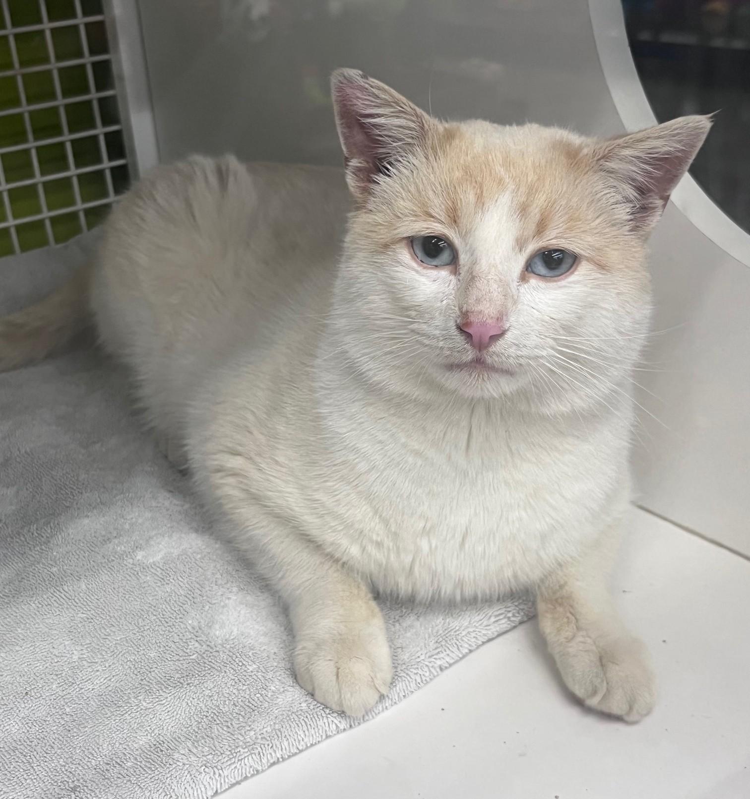 Enlarge Carmelo, an adopted mixed breed in Bridgeport, CT image 2/2