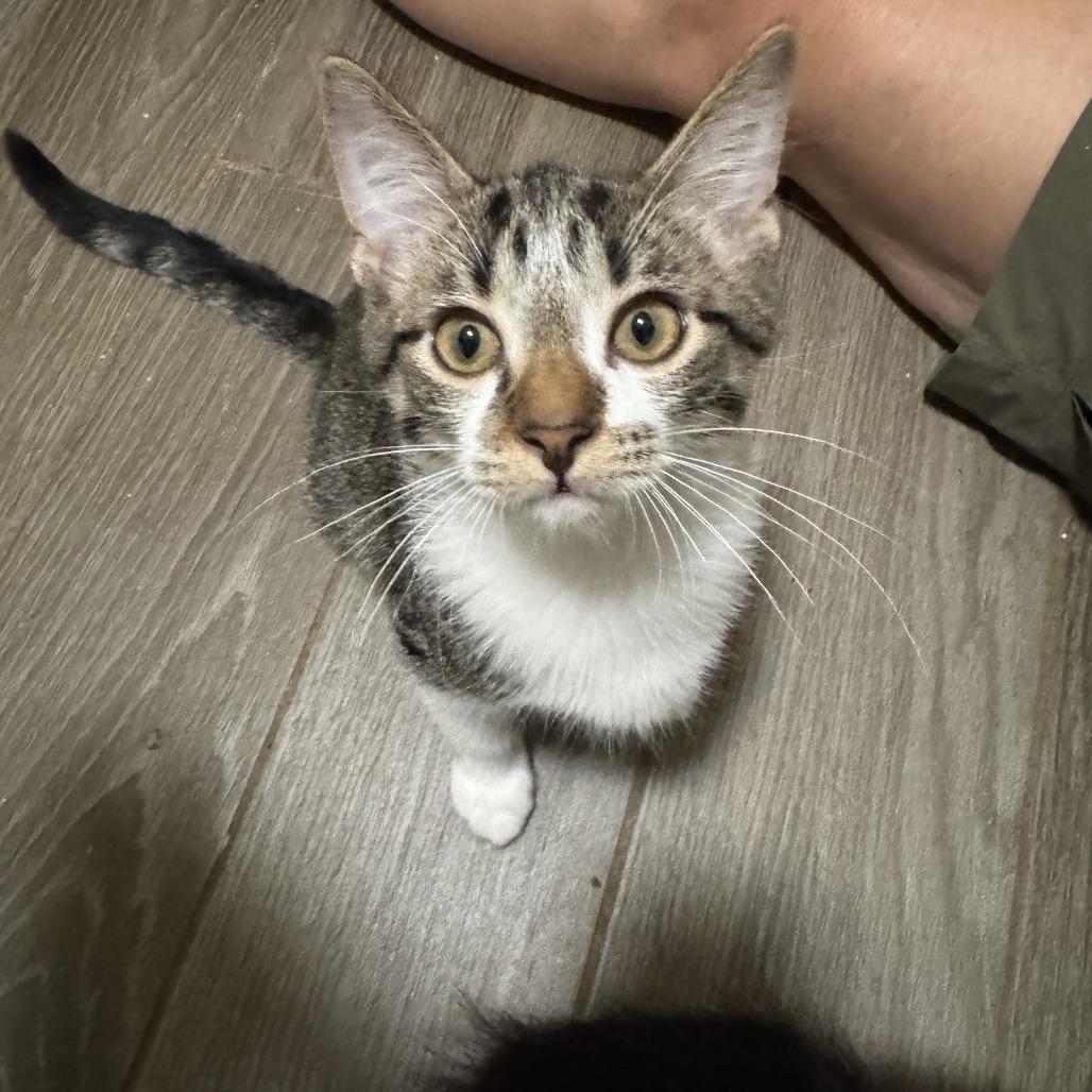 Adam, Adoptable, Kitten Male Domestic Short Hair.