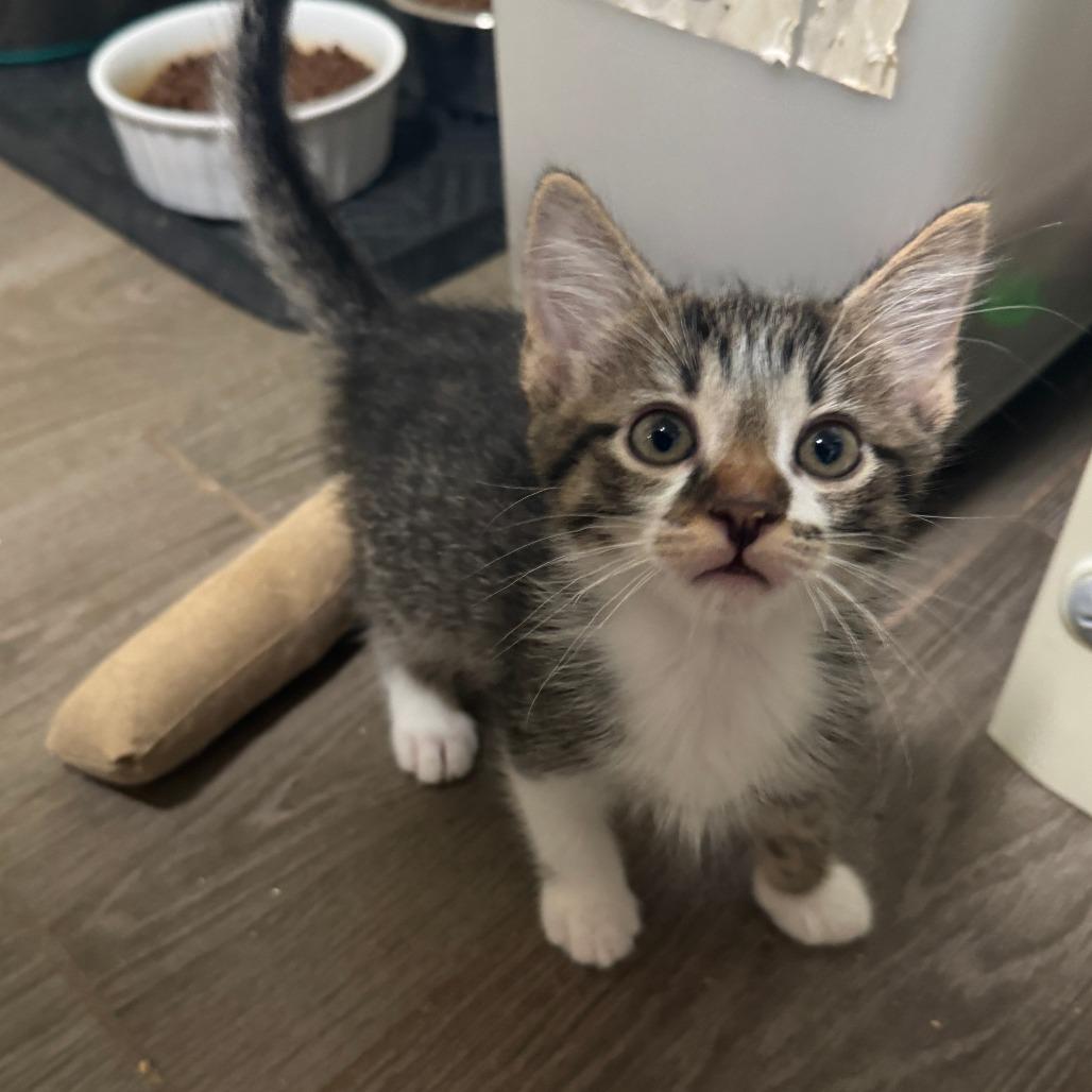 Enlarge Adam, a Adoptable Domestic Short Hair in Richland, MI image 2/2