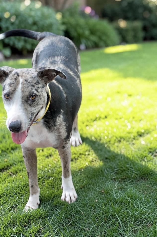Sunday, Adoptable, Young Female Australian Cattle Dog / Blue Heeler & Australian Shepherd.