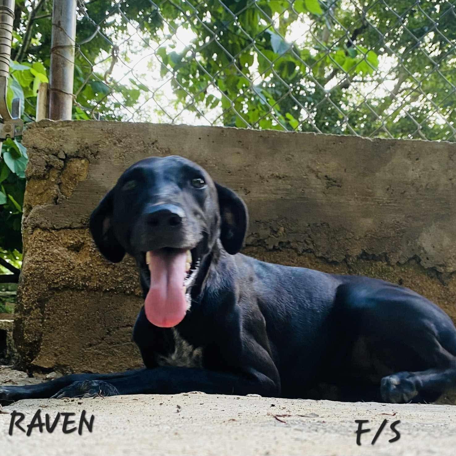 Enlarge Raven, a Adoptable mixed breed in Milford, NH image 3/5