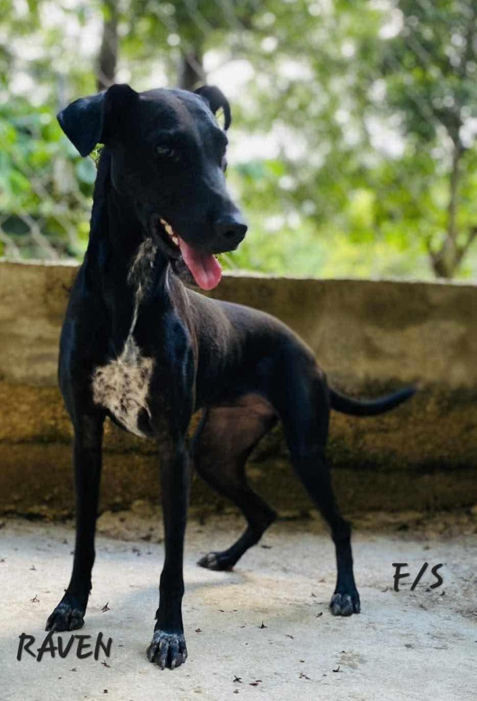 Enlarge Raven, a Adoptable mixed breed in Milford, NH image 5/5