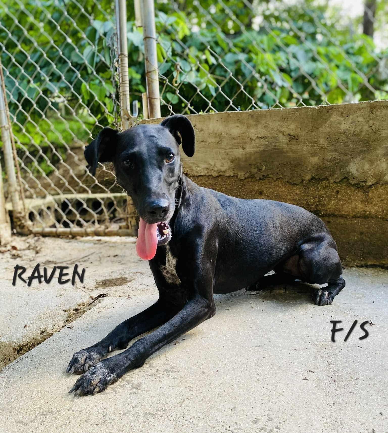 Enlarge Raven, a Adoptable mixed breed in Milford, NH image 1/5