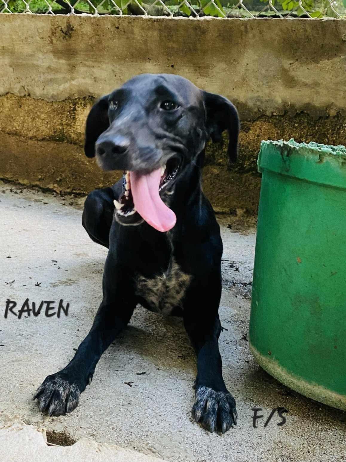 Enlarge Raven, a Adoptable mixed breed in Milford, NH image 4/5