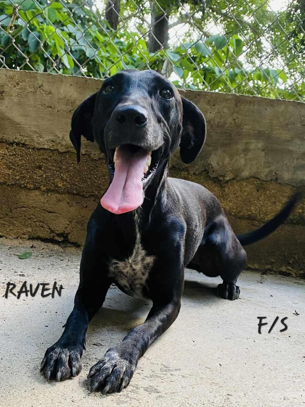 Enlarge Raven, a Adoptable mixed breed in Milford, NH image 2/5