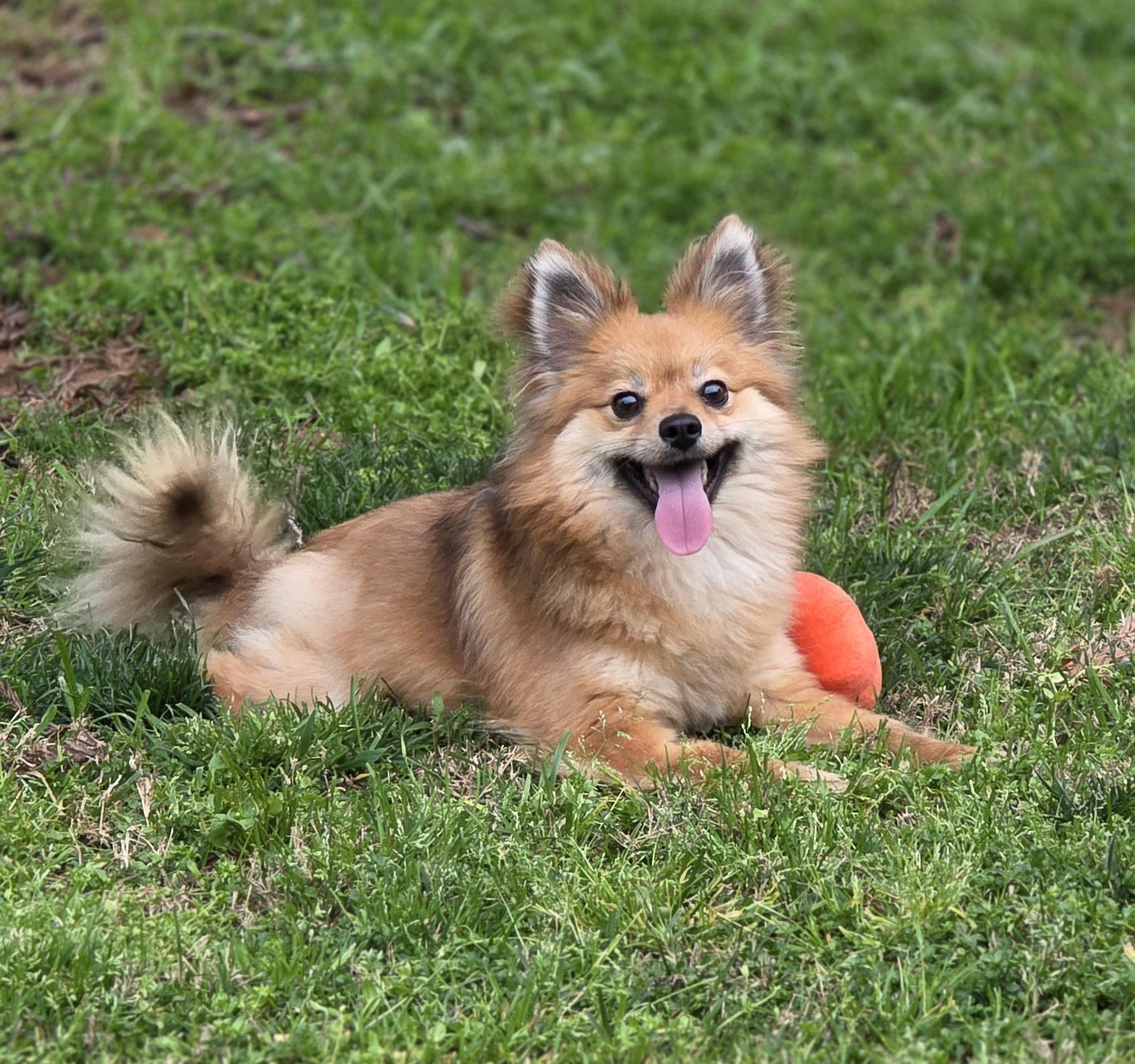 Dash, a ADOPTABLE mixed breed in Clovis, CA image 1/5