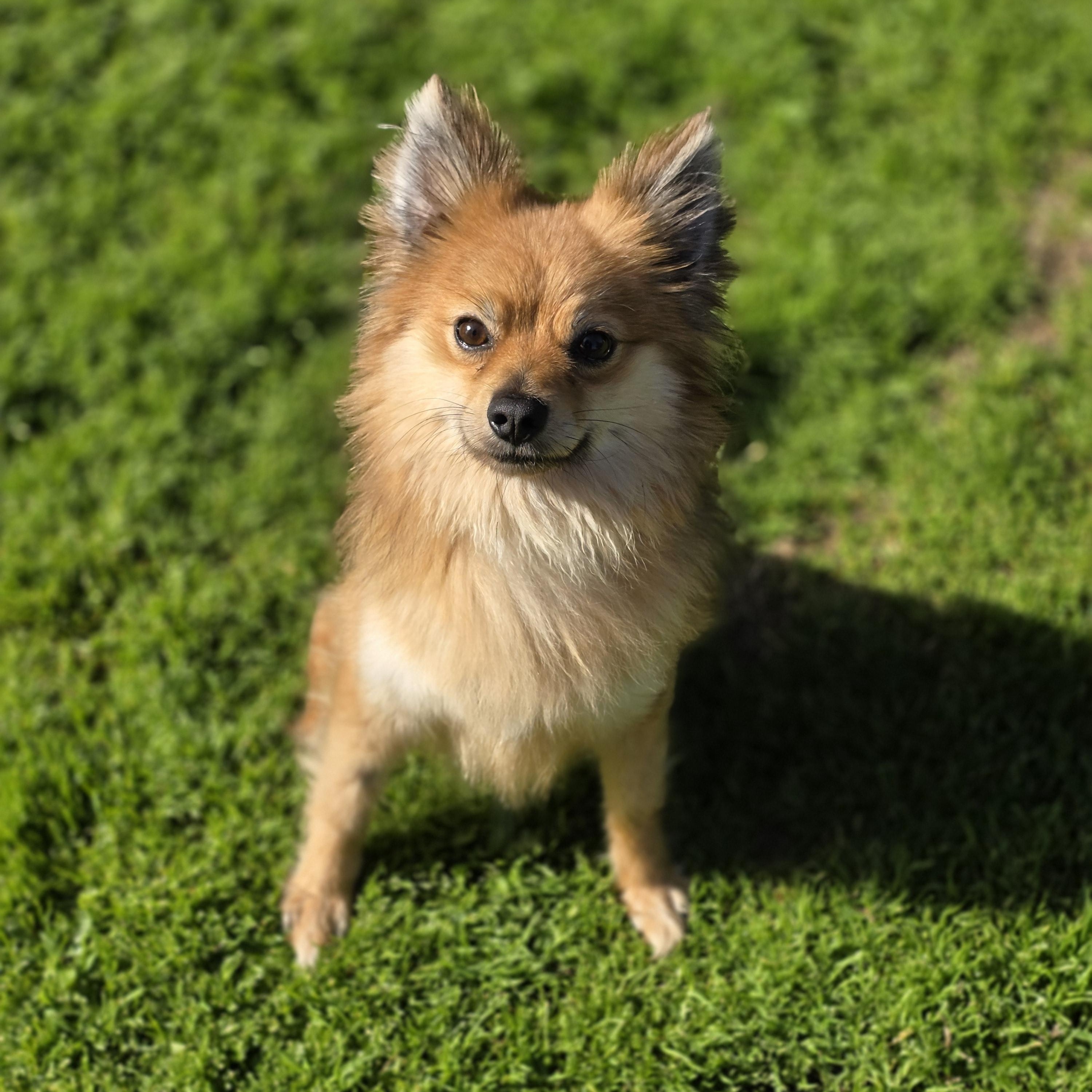 Dash, a ADOPTABLE mixed breed in Clovis, CA image 3/5