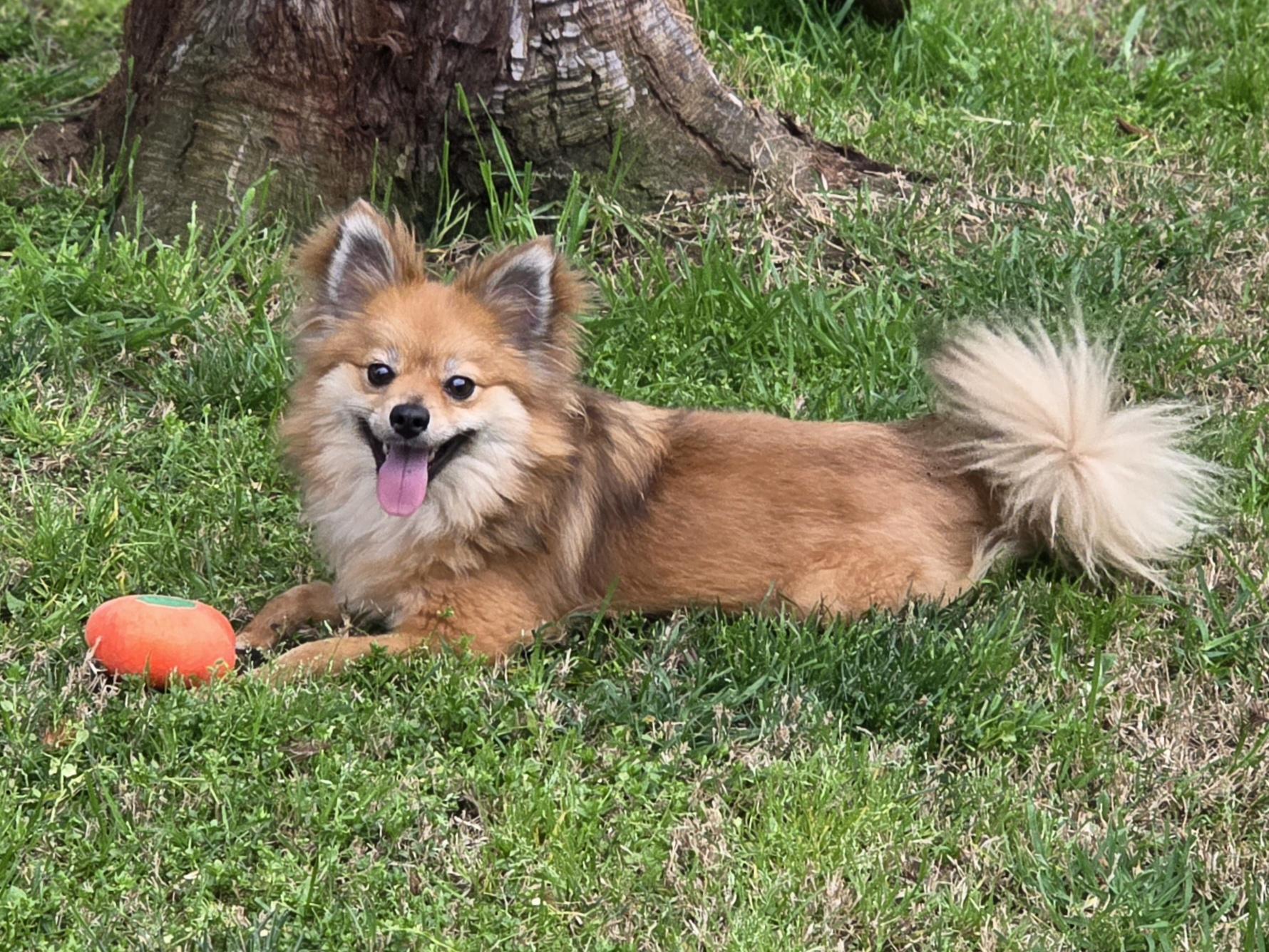 Dash, a ADOPTABLE mixed breed in Clovis, CA image 5/5