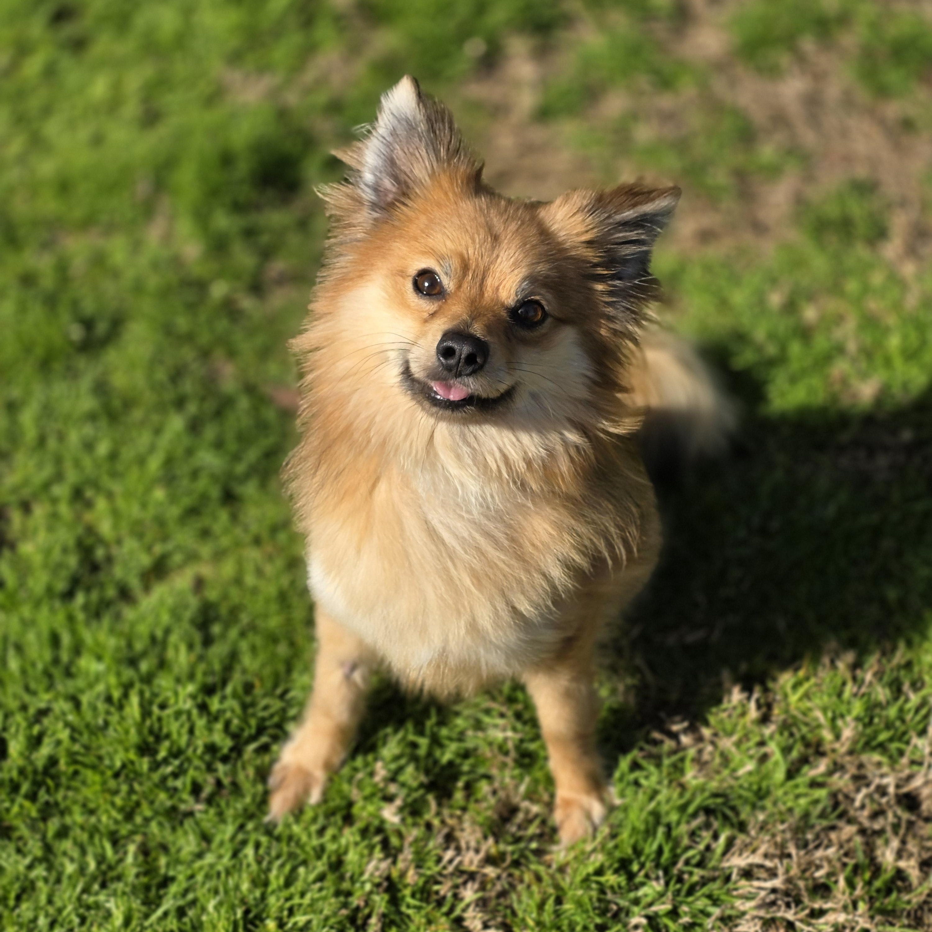 Dash, a ADOPTABLE mixed breed in Clovis, CA image 4/5