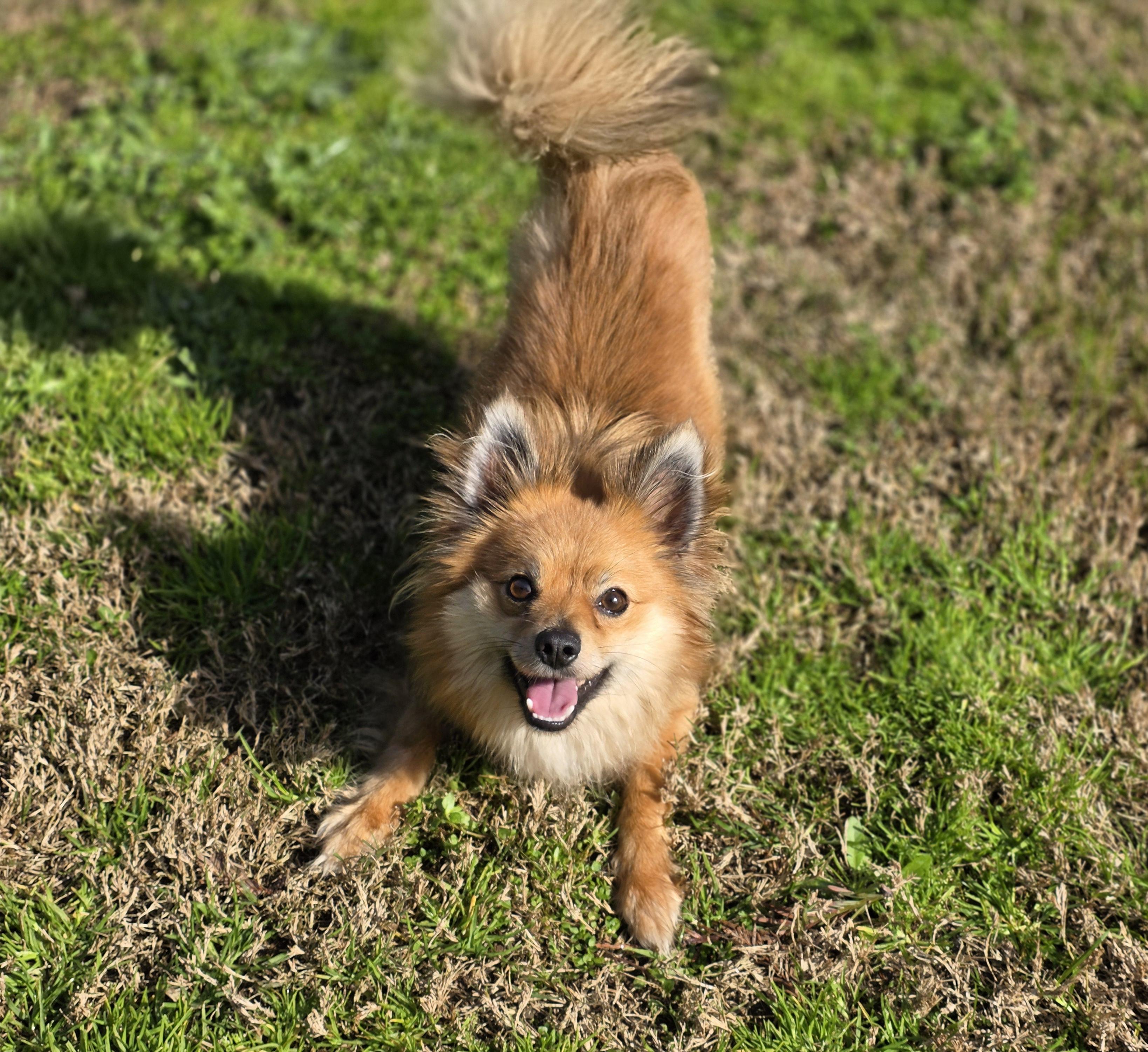 Dash, a ADOPTABLE mixed breed in Clovis, CA image 2/5