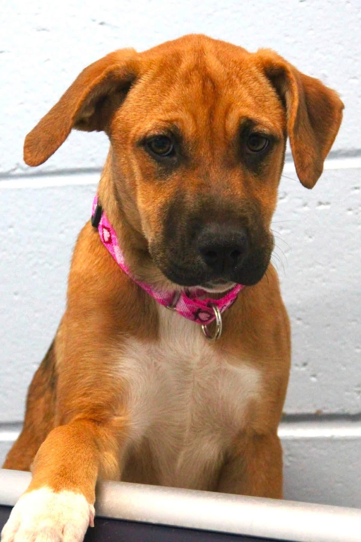 Butterscotch, Adoptable, Young Female Mixed Breed.