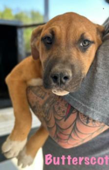 Enlarge Butterscotch, a Adoptable Mixed Breed in Appleton, WI image 2/2