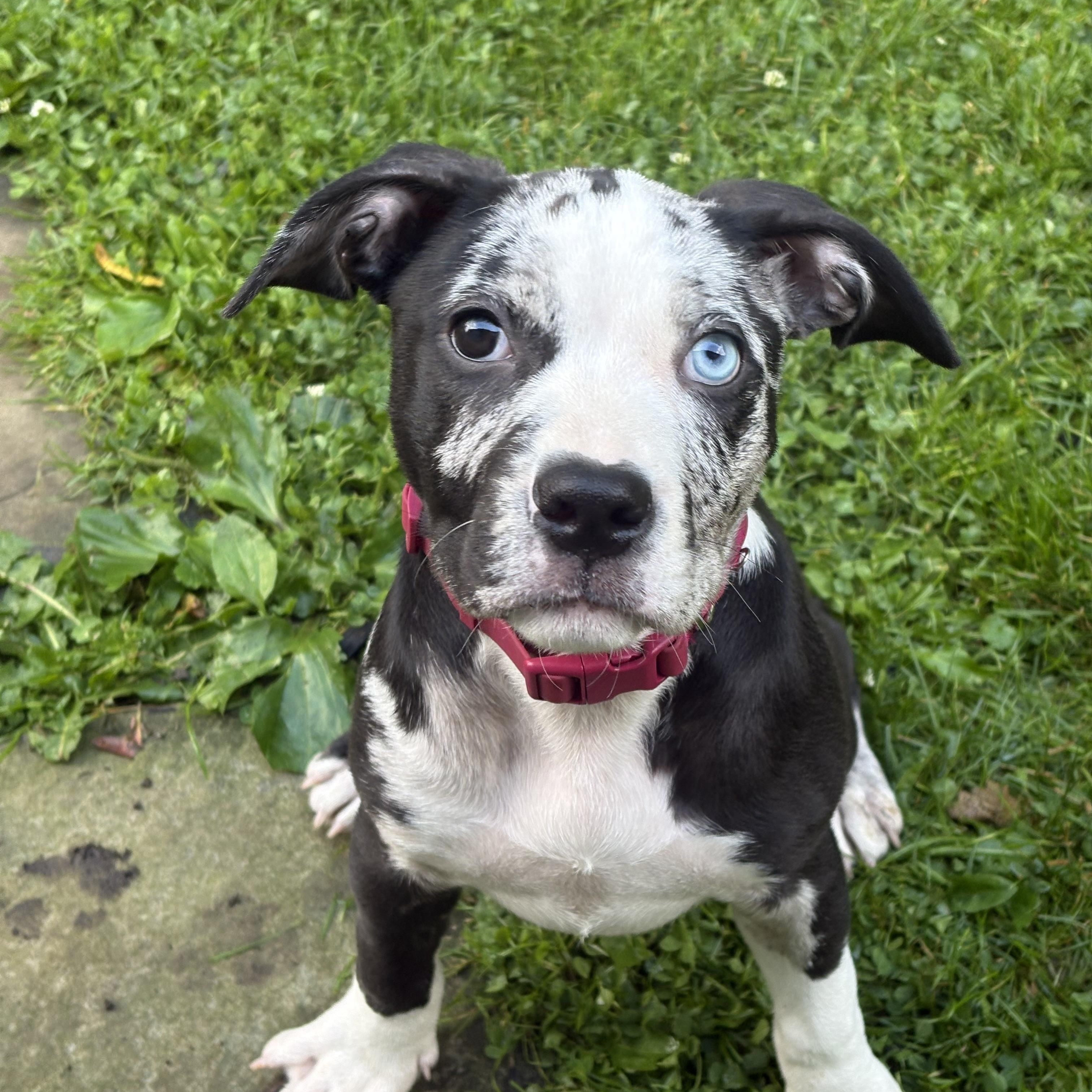 Sky, an adopted mixed breed in Cleveland, OH image 4/4
