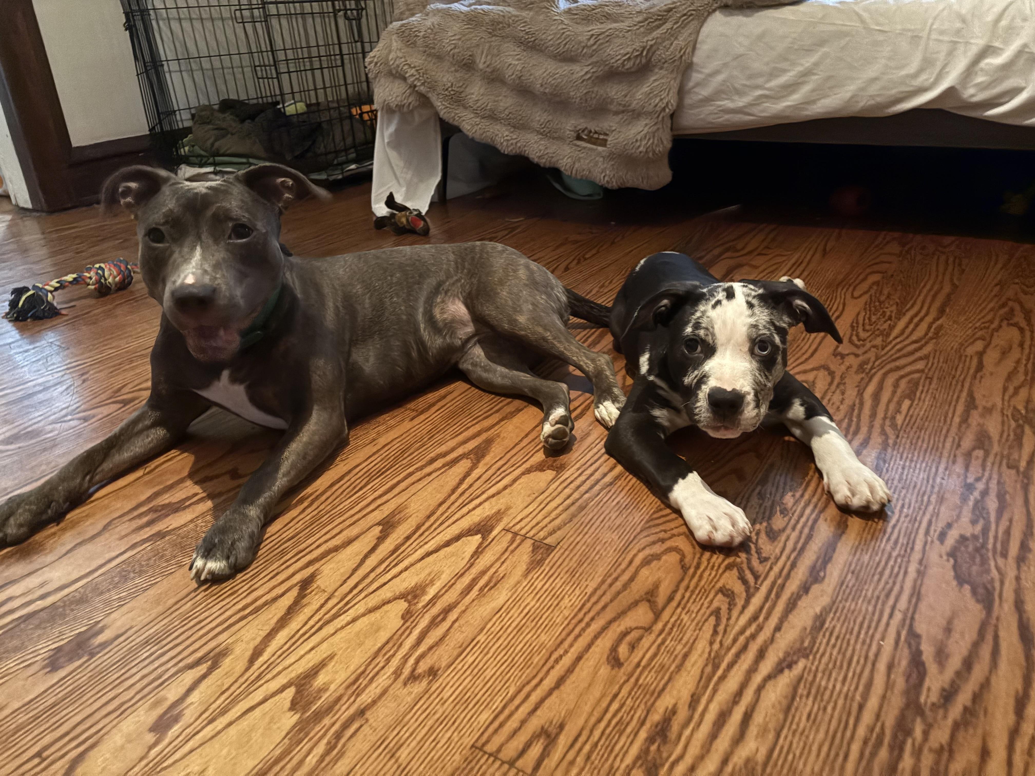 Sky, an adopted mixed breed in Cleveland, OH image 2/4