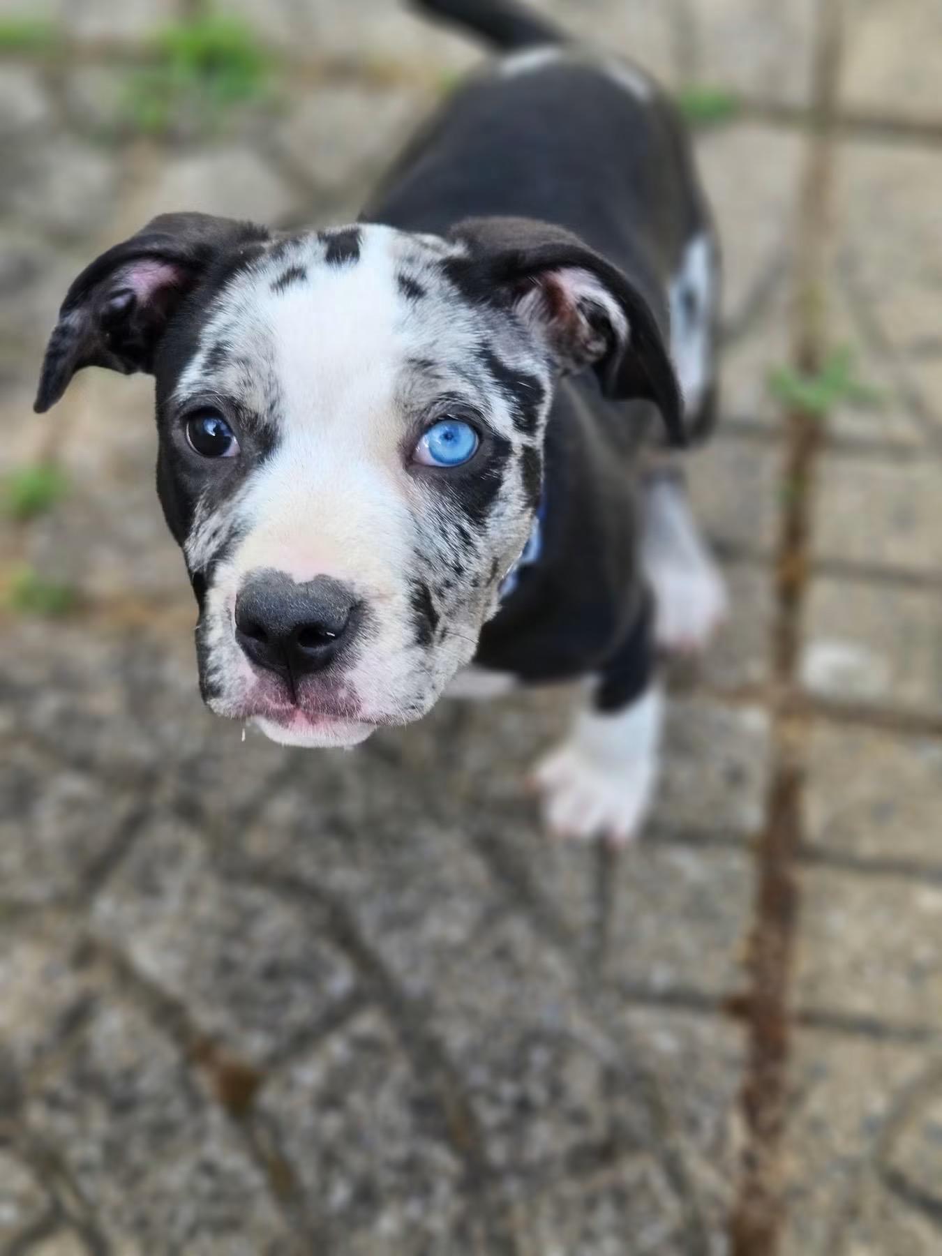 Sky, an adopted mixed breed in Cleveland, OH image 1/4