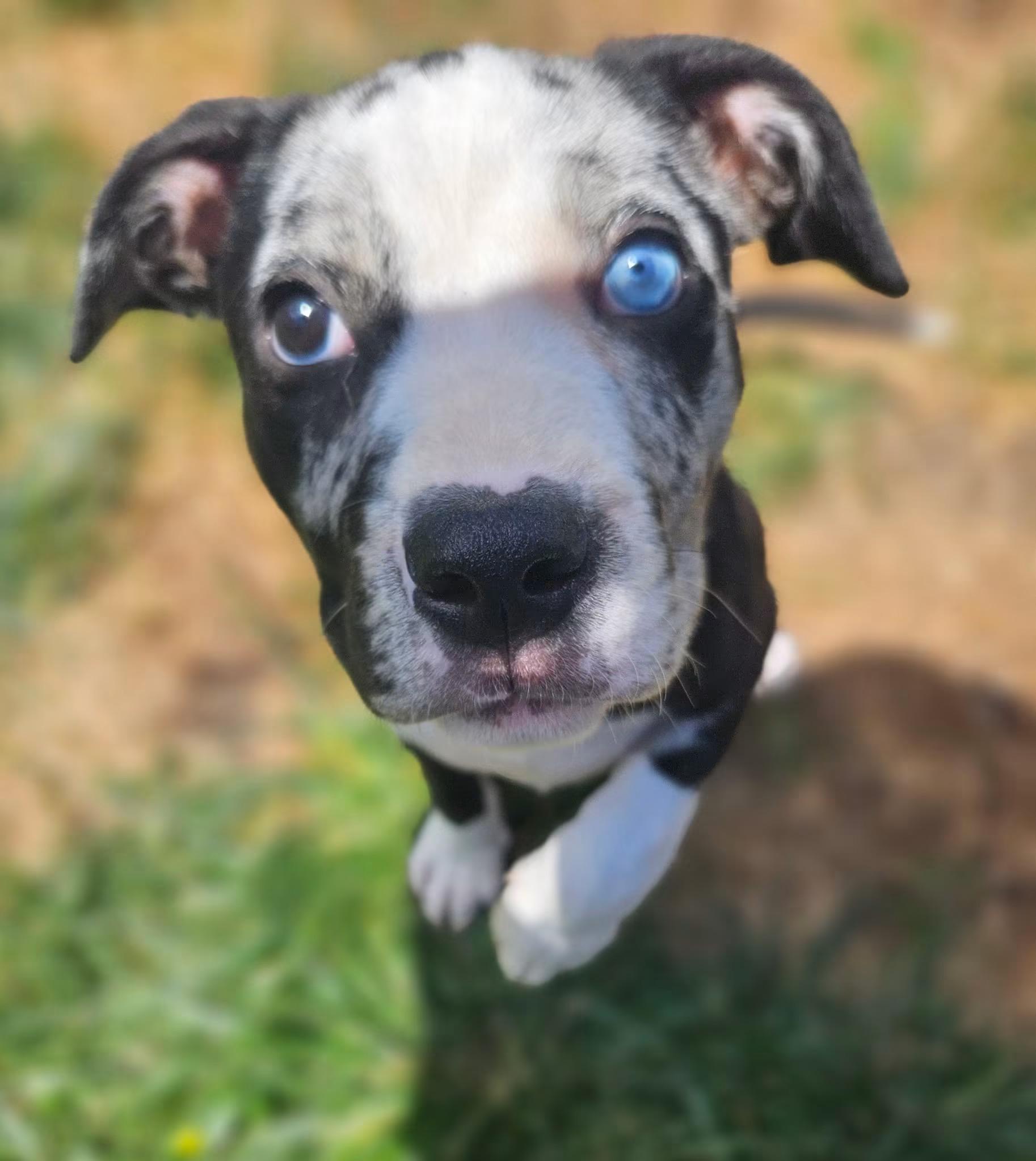 Sky, an adopted mixed breed in Cleveland, OH image 3/4