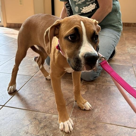 Enlarge Little Baby, a ADOPTABLE mixed breed in Stanhope, NJ image 5/5