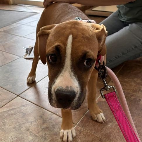 Enlarge Little Baby, a ADOPTABLE mixed breed in Stanhope, NJ image 4/5