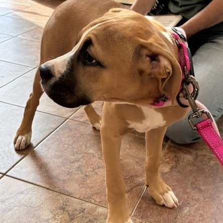 Enlarge Little Baby, a ADOPTABLE mixed breed in Stanhope, NJ image 2/5