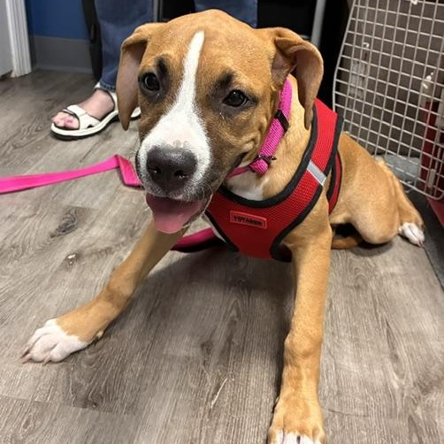 Enlarge Little Baby, a ADOPTABLE mixed breed in Stanhope, NJ image 1/5