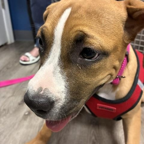 Enlarge Little Baby, a ADOPTABLE mixed breed in Stanhope, NJ image 3/5