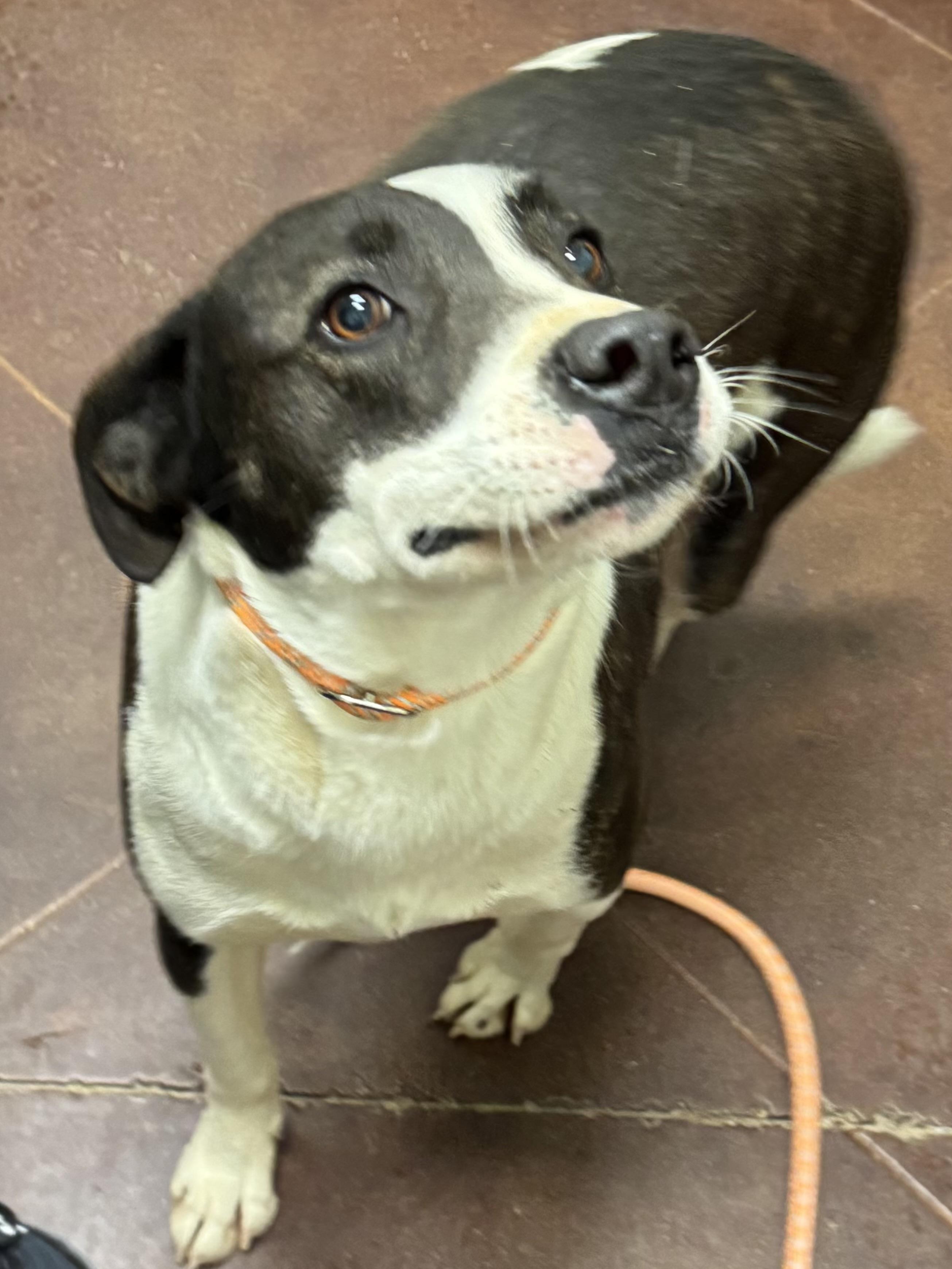 Enlarge Ranger, a Adoptable Border Collie in Holly Springs, MS image 1/2