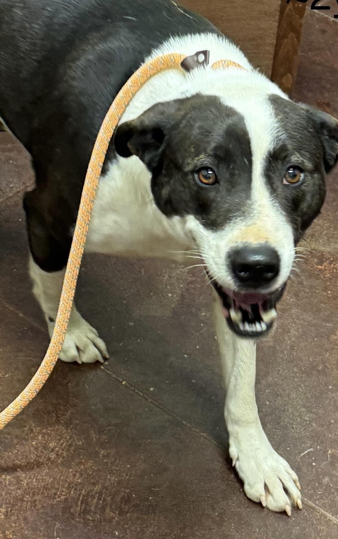 Enlarge Ranger, a Adoptable Border Collie in Holly Springs, MS image 2/2