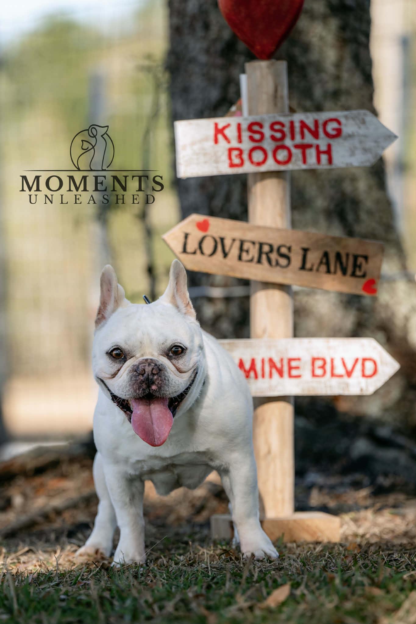 Lexi (IN FOSTER), Adoptable, Senior Female French Bulldog.