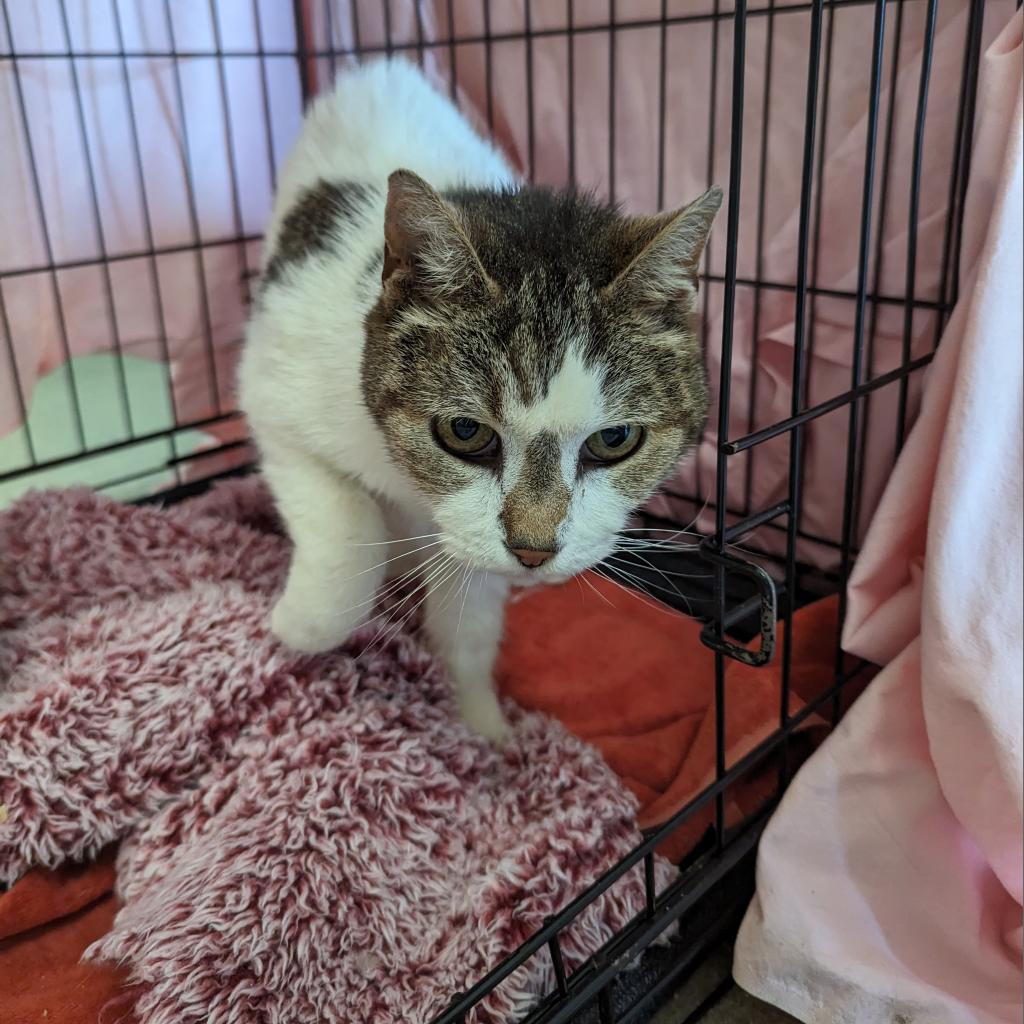 Irene, Adoptable, Senior Female Domestic Short Hair.