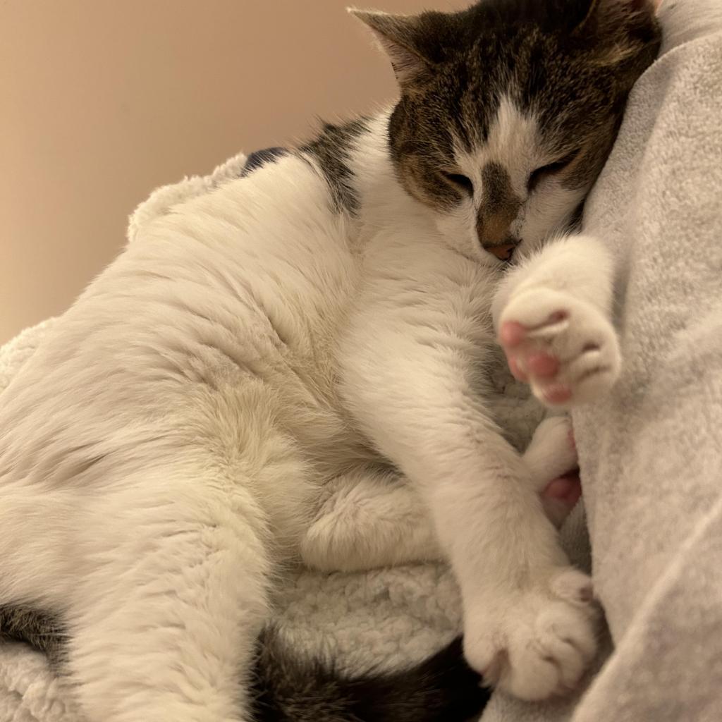 Irene, a Adoptable Domestic Short Hair in Lynchburg, VA image 2/6