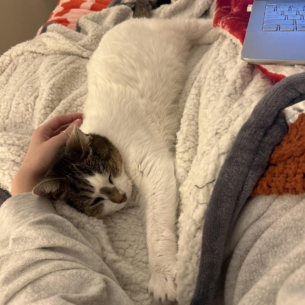 Irene, a Adoptable Domestic Short Hair in Lynchburg, VA image 4/6