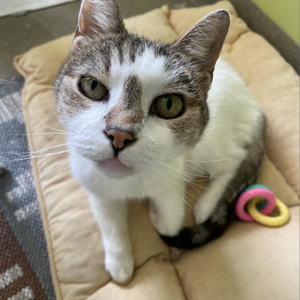 Enlarge Irene, a Adoptable Domestic Short Hair in Lynchburg, VA image 1/6