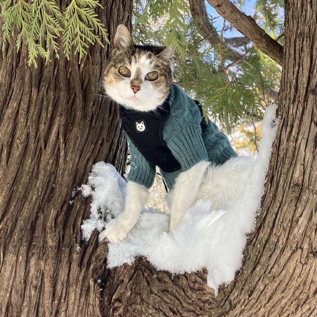 Enlarge Irene, a Adoptable Domestic Short Hair in Lynchburg, VA image 4/6