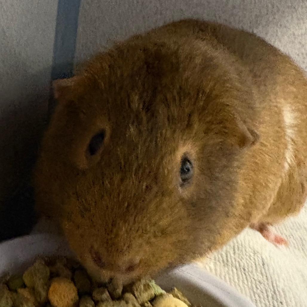 Kit Kat, Adoptable, Adult Male Guinea Pig.