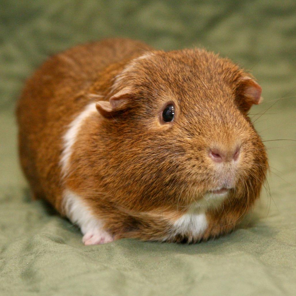 Kit Kat, a Adoptable Guinea Pig in Allentown, PA image 2/4