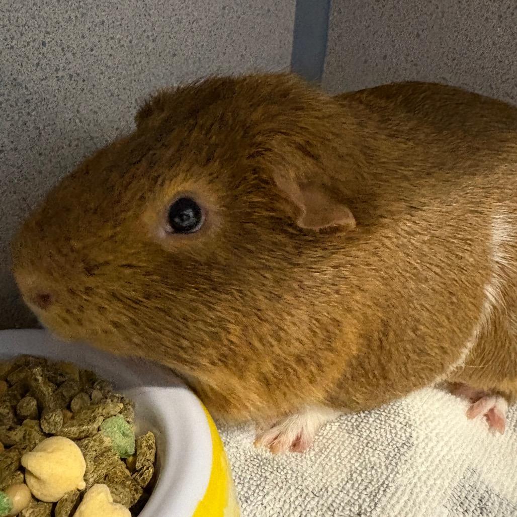 Kit Kat, a Adoptable Guinea Pig in Allentown, PA image 3/4