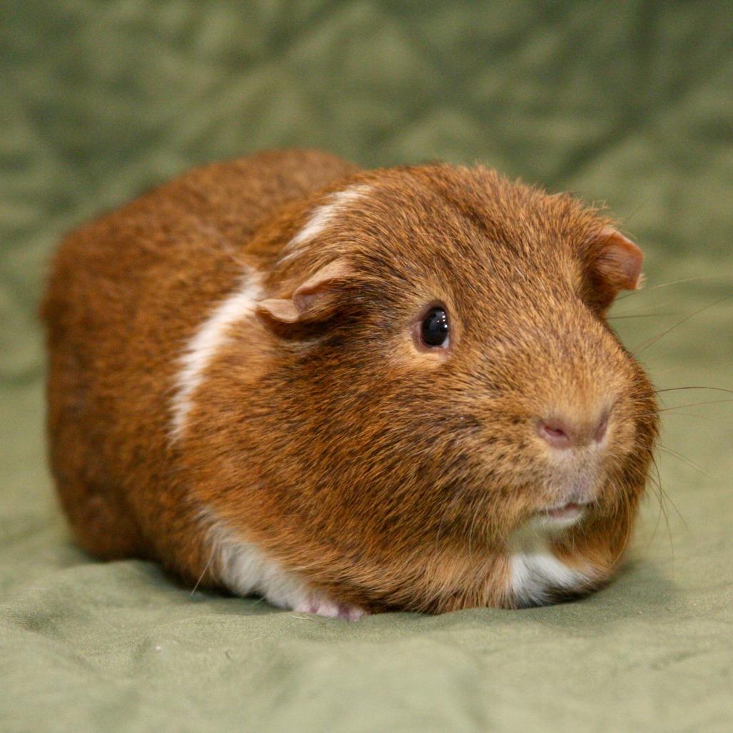 Kit Kat, a Adoptable Guinea Pig in Allentown, PA image 4/4