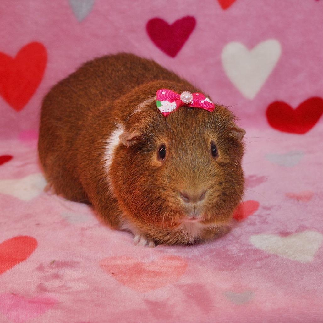 Enlarge Kit Kat, a Adoptable Guinea Pig in Allentown, PA image 5/6