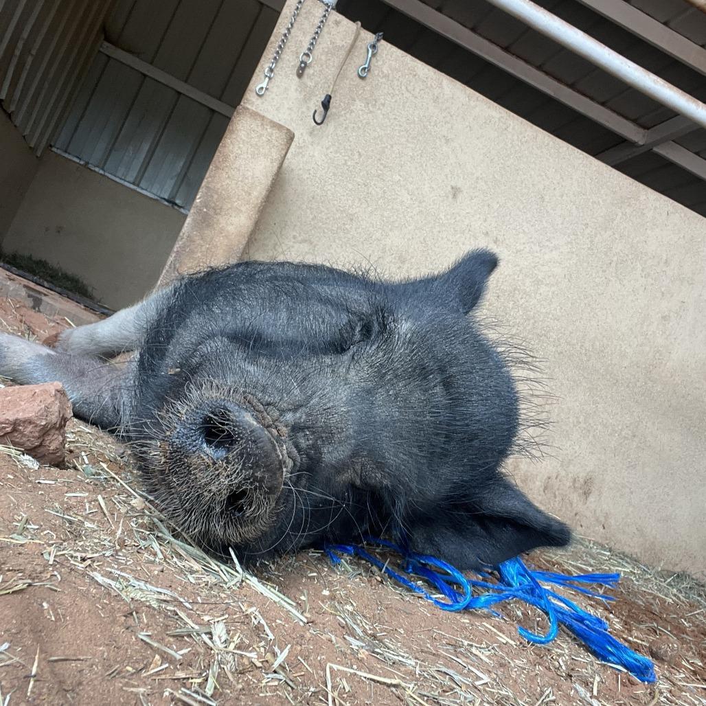 Enlarge Gopher, a Adoptable Vietnamese Pot Bellied in Kanab, UT image 1/3