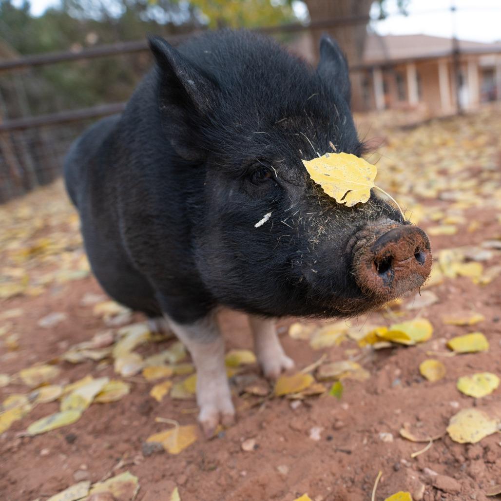 Enlarge Gopher, a Adoptable Vietnamese Pot Bellied in Kanab, UT image 2/3