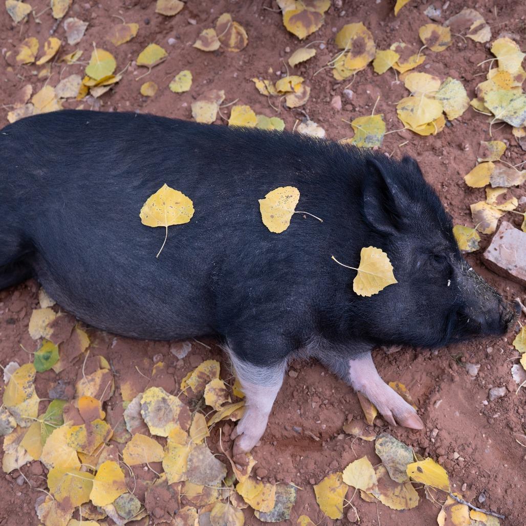 Enlarge Gopher, a Adoptable Vietnamese Pot Bellied in Kanab, UT image 3/3